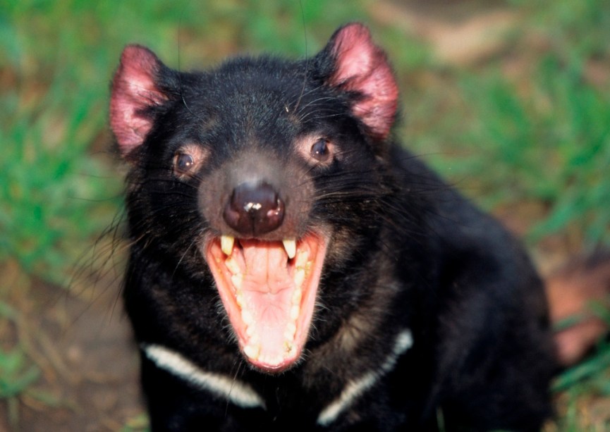 Com seus guinchos agudos e extrema ferocidade, o corpo musculoso e os dentes protuberantes, o diabo da Tasmânia (<em>Sarcophilus harrisii</em>) realmente assusta quem o encara. Habitante da ilha australiana da Tasmânia, é considerado o maior dos marsupiais carnívoros e inspirou o personagem Taz, da série <em>Looney Tunes </em>