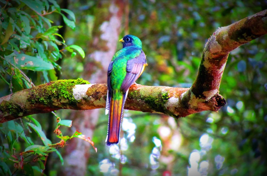 Trogon Surucuá, uma das dezenas de espécies de aves que vivem no local