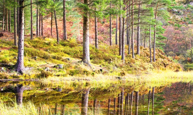 Distante a apenas uma hora da civilização, o parque nacional Loch Lomond & Trossachs, na <a href="https://viajeaqui.abril.com.br/paises/escocia" rel="Escócia" target="_blank">Escócia</a>, concentra grande parte da vida selvagem do país. Há lontras, cervos, águias marinhas e outras espécies únicas. Além dos bichos, as montanhas e as comunidades rurais do entorno do parque acolhem os visitantes com muita hospitalidade, caminhadas, passeios a cavalo e escaladas <strong><a href="https://viajeaqui.abril.com.br/materias/florestas-encantadas-pelo-mundo#11" rel="SAIBA MAIS" target="_blank">SAIBA MAIS</a></strong>
