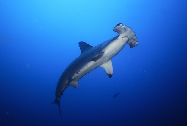 <strong>Tubarão-martelo</strong><br />  <br />  <strong>Onde?</strong> Isla Del Coco, Costa Rica<br />  <br />  O tubarão mais esquisito dos mares tem a cabeça chata em forma de “T” (daí o seu nome), com os olhos nas duas extremidades. Tal formato garante um campo de visão de 360 graus, facilitando a captura das presas. De tamanho variável, eles podem ter 6 metros de comprimento e pesar 400 quilos. O bicho é um predador agressivo, mas há poucos registros de ataques a humanos no International Shark Attack File, banco de dados mundial sobre tubarões. E mergulhadores profissionais de todos os cantos do planeta viajam anualmente para a Isla Del Coco, um parque nacional tombado pela Unesco a 550 quilômetros da Costa Rica, com o objetivo de topar com eles – esse é o melhor lugar para encontrá-los em cardumes. O único jeito de chegar lá é dormindo em barcos <em>live-aboard</em>, com hospedagem em alto mar, como os da <strong>Agressor </strong>(<a href="http://aggressor.com/cocos.php" rel="aggressor.com/cocos.php" target="_blank">aggressor.com/cocos.php</a>)