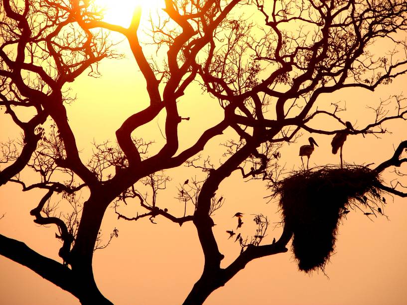 Tuiuiú no Pantanal, em Poconé, Mato Grosso Tuiuiú no Pantanal, em Poconé, Mato Grosso