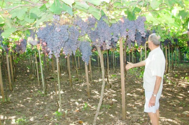 Turistas podem acompanhar o processo da produção de vinho em vinícolas localizadas nos arredores de Santa Maria (RS)