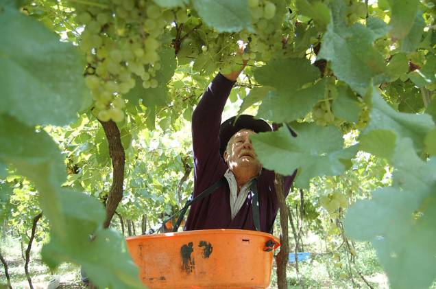 Visitantes podem participar da colheita e pisa da uva