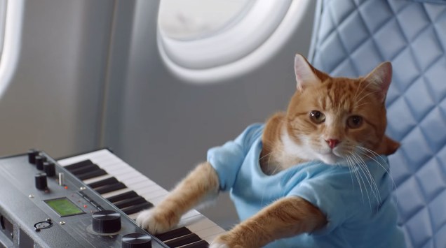 <strong>Keyboard Cat</strong>                    O gato Fatso foi filmado lá em 1984 pelo seu dono, Charlie Schmidt, em uma <a href="https://www.youtube.com/watch?v=J---aiyznGQ" rel="cena inusitada para gatos" target="_blank">cena inusitada para gatos</a>: tocando teclado e usando uma camiseta azul. Charlie manipulou as patas de Fatso, dando a impressão de que o gato era mesmo uma fera dos teclados. Ô loco, meu! Assim como outros memes do mundo, o Keyboard Cat foi reproduzido em <a href="https://www.youtube.com/watch?v=xSE9Qk9wkig" rel="várias ocasiões" target="_blank">várias ocasiões</a>. Em 2009, o ator <a href="https://twitter.com/aplusk/status/1707094821" rel="Ashton Kutcher favoritou o vídeo" target="_blank">Ashton Kutcher favoritou o vídeo</a>