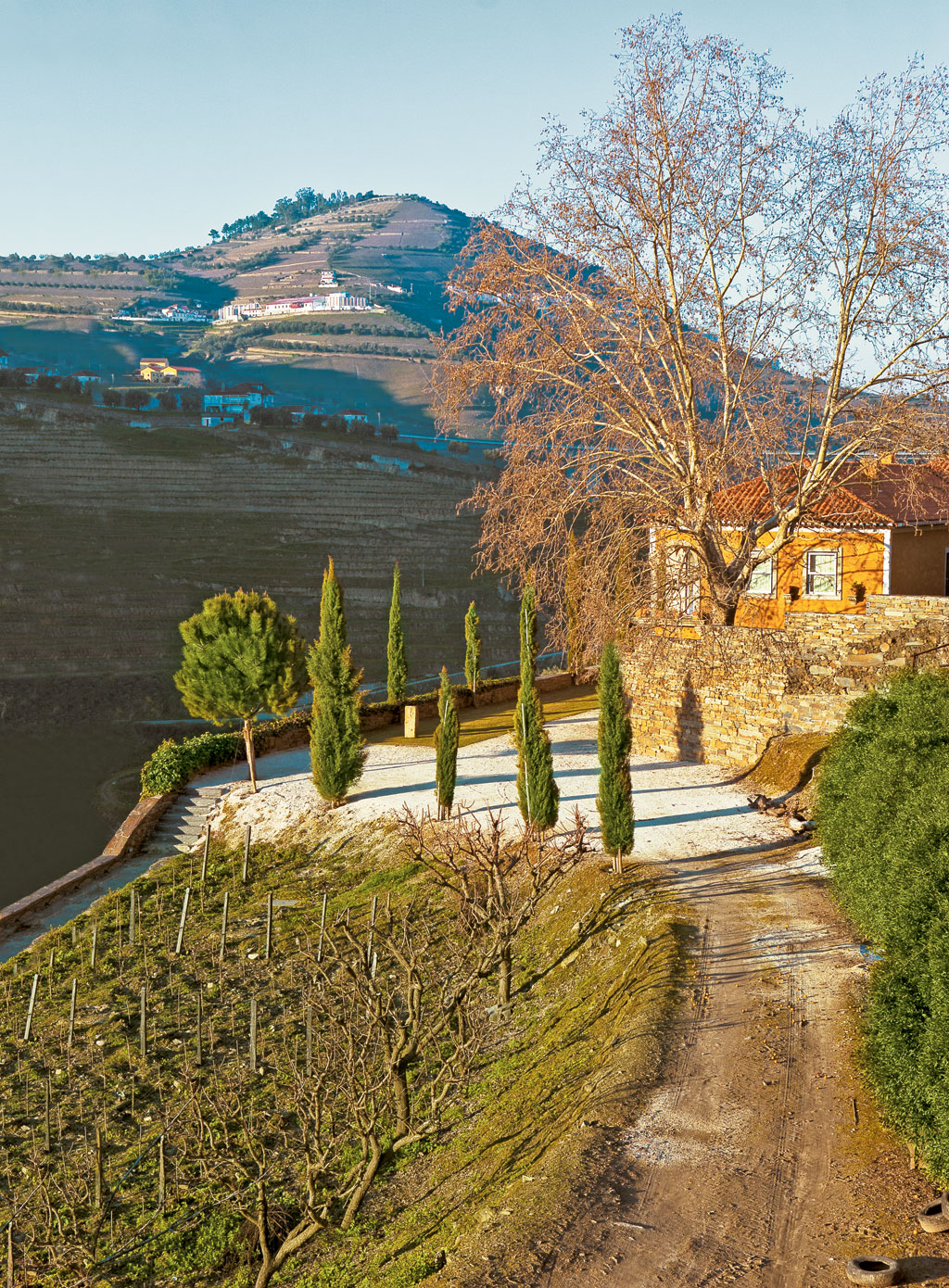 A bucólica propriedade da <strong>Vallado</strong>, onde touriga e outras uvas são plantadas A bucólica propriedade da <strong>Vallado</strong>, onde touriga e outras uvas são plantadas