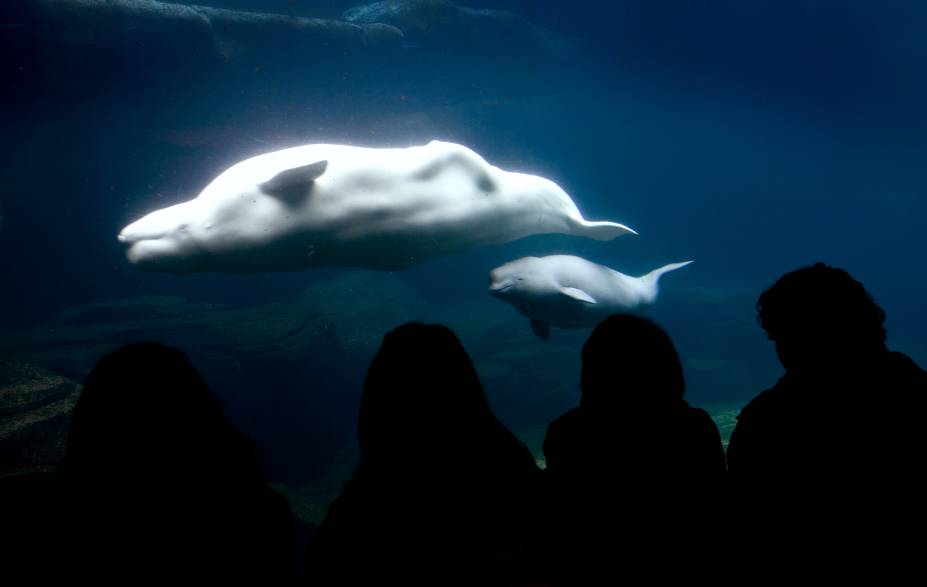 <strong>VancouverAquarium, Canadá</strong>Localizado dentro do Stanley Park, o <a href="http://viajeaqui.abril.com.br/estabelecimentos/canada-vancouver-atracao-vancouver-aquarium" rel="aquário de Vancouver" target="_self">Aquário de Vancouver</a> é a casa de golfinhos, baleias e leões-marinhos que fazem shows diários para entreter os visitantes. Conta com ambientes diferentes que vão do Ártico até a <a href="http://viajeaqui.abril.com.br/national-geographic/blog/curiosidade-animal/dia-da-amazonia-a-maior-floresta-tropical-do-mundo/" rel="Amazônia" target="_self">Amazônia</a>. As belugas (<em>foto</em>), baleias brancas típicas das águas geladas do <a href="http://viajeaqui.abril.com.br/estabelecimentos/canada-vancouver-atracao-vancouver-aquarium" rel="Canadá" target="_self">Canadá</a>, são as grandes estrelas do local. O aquário também tem um papel importante na conservação e há mais de 30 anos salva e reabilita mamíferos marinhos doentes ou machucados para que possam voltar à natureza