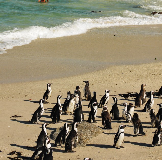 Fofinhos pinguins nas areias da Boulders Beach