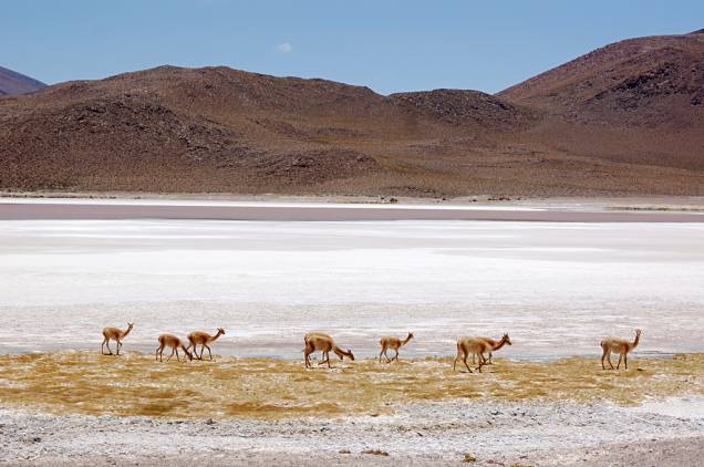Animais da família dos camelídeos que hoje são facilmente encontrados no Atacama, já foram uma espécie ameaçada, por conta de sua carne e lã de alto valor comercial. Hoje a caça é proibida por lei no Chile.