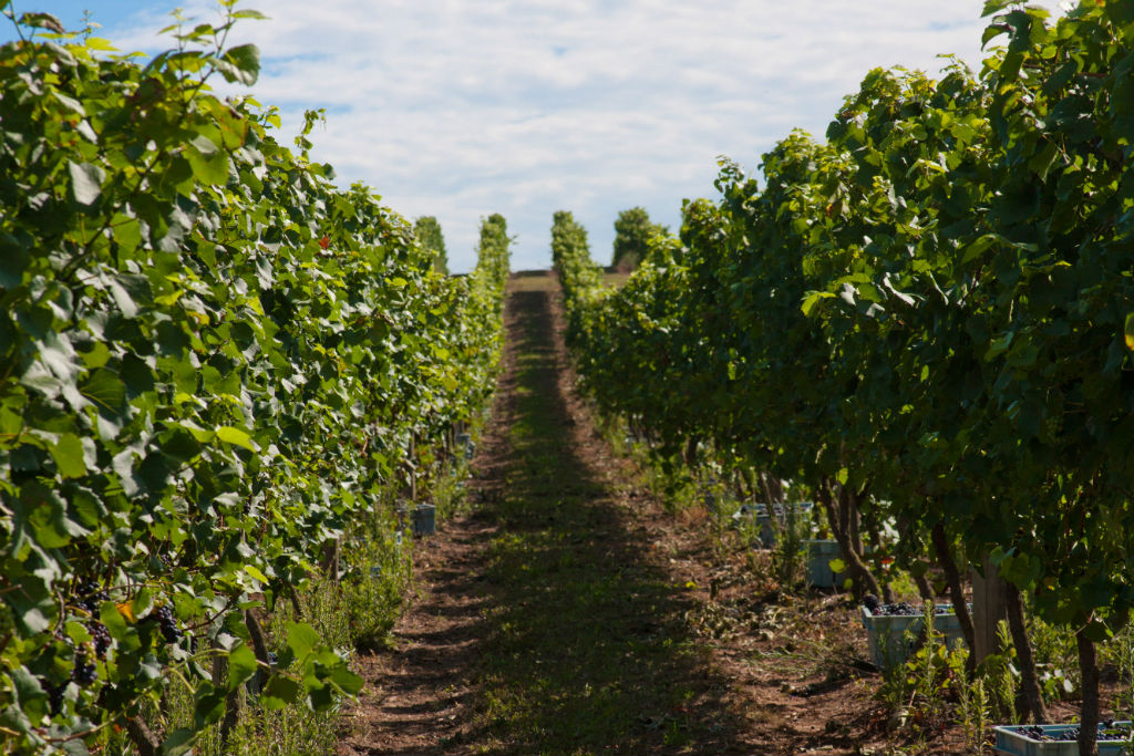 Vinhas da Chandon, em Garibaldi, no Rio Grande do Sul