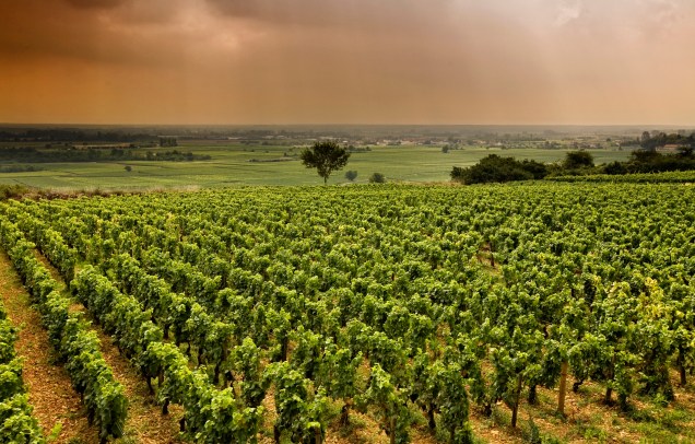 <strong>Borgonha, <a href="https://viajeaqui.abril.com.br/paises/franca" target="_self">França</a></strong>A história conta que os povos celtas já produziam vinhos na região quando os romanos a invadiram, por volta do século 2 d.C. Não à toa: a Borgonha é um dos lugares mais tradicionais na produção e no consumo da bebida, dividindo as atenções com os vinhos de Bordeaux. Pequenas propriedades familiares caracterizam os cenários locais, que produzem vinhos brancos em larga escala<em><a href="https://www.booking.com/region/fr/route-des-vins-de-bourgone.pt-br.html?aid=332455&label=viagemabril-vinicolas-da-europa" target="_blank" rel="noopener">Veja preços de hotéis em Borgonha no Booking.com</a></em>