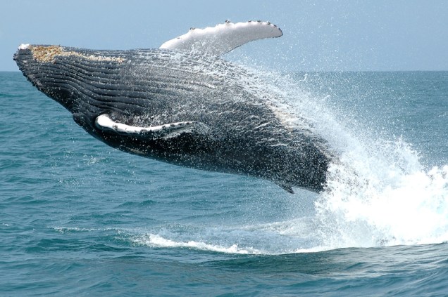 A gestação das baleias-jubarte dura cerca de 11 meses e o "filhotinhos" já nascem tamanho extra grande: os recém nascidos costumam medir 4 metros e pesar 1,5 tonelada