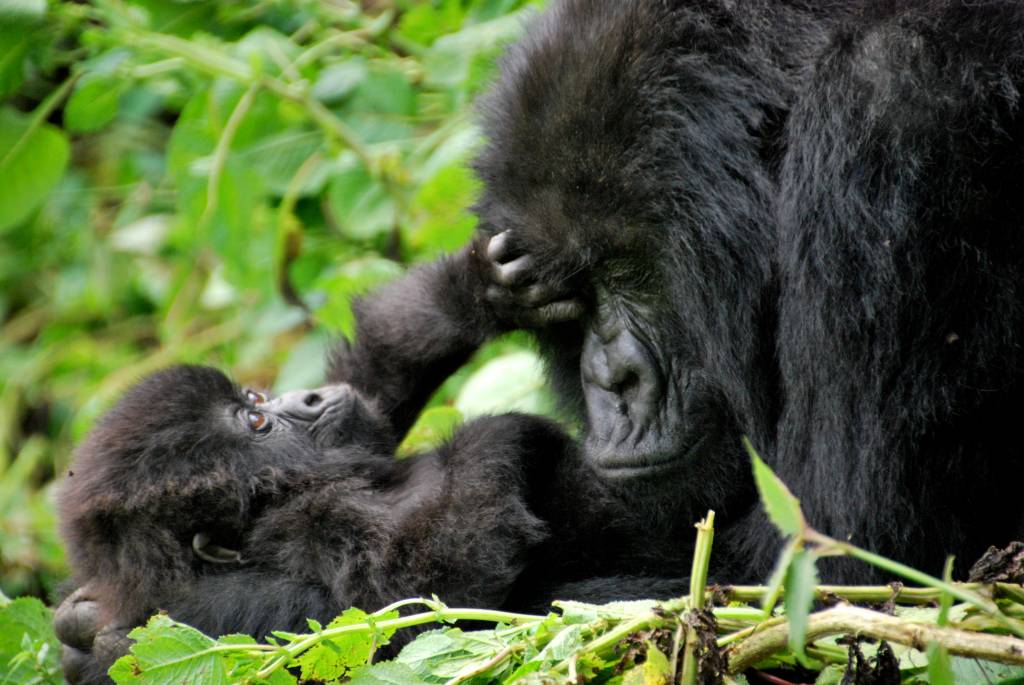 Volcanoes National Park, Ruanda