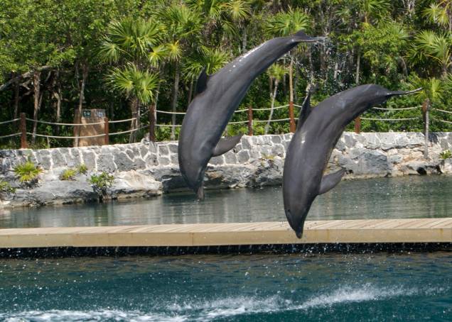 Atividade com golfinhos em Xel-Há
