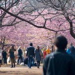 Onde e quando ver as cerejeiras no Japão