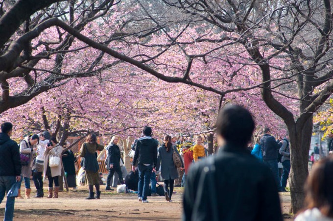 Parque Yoyogi com cerejeiras floridas, Tóquio, Japão