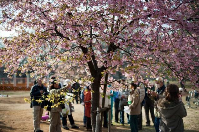 <strong>1. <a href="https://viajeaqui.abril.com.br/estabelecimentos/japao-toquio-atracao-parque-yoyogi" rel="Yoyogi Park" target="_blank">Yoyogi Park</a></strong>    Março é o mês para ver as cerejeiras em flor no <strong>Yoyogi Park. </strong>Nos fins de semana, os casamentos típicos no Templo Meiji hipnotizam os turistas