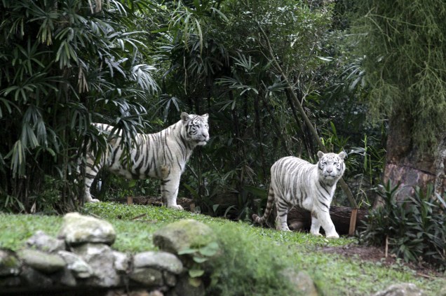 Tigres-de-bengala no zoológico de São Paulo