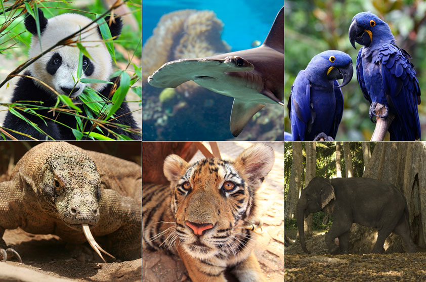Os melhores lugares para ver animais raros (e fora dos zoológicos)