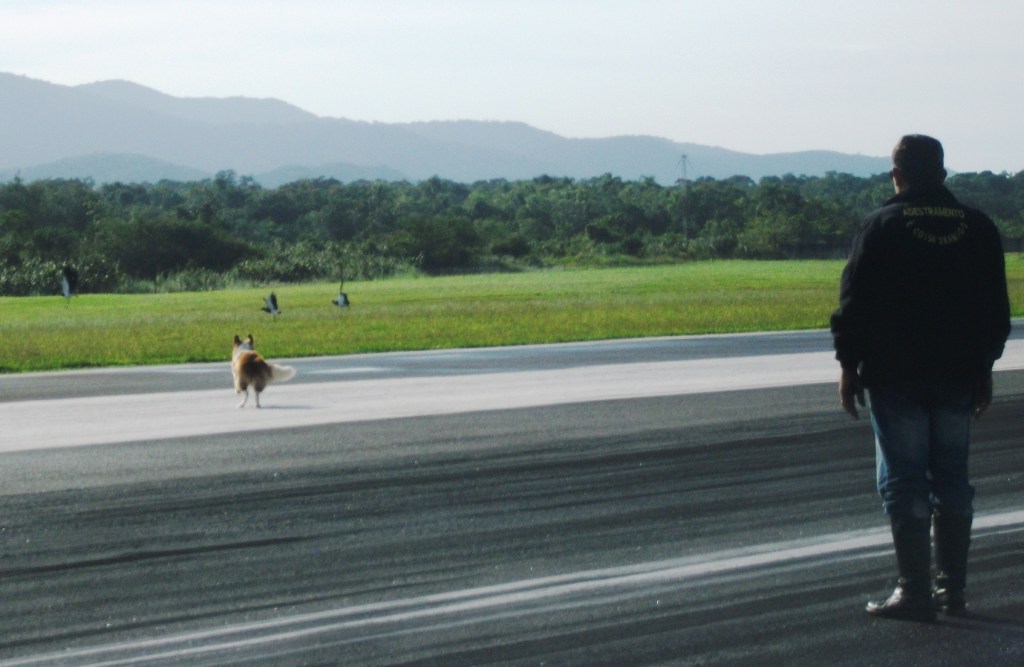 Cachorros perseguindo aves no aeroporto de Joinville