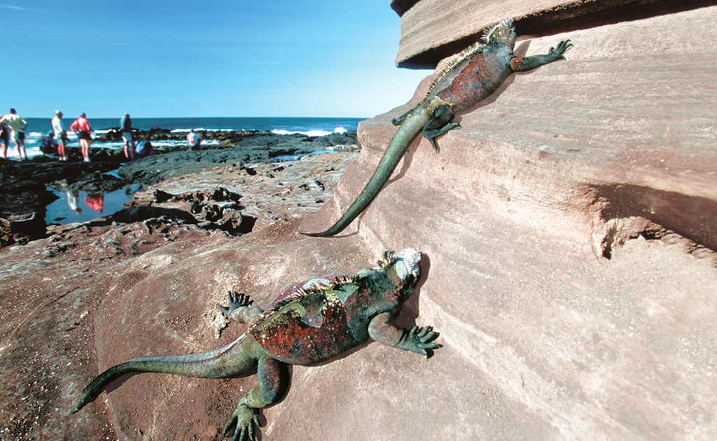 As iguanas, atração maior nas Ilhas Galápagos