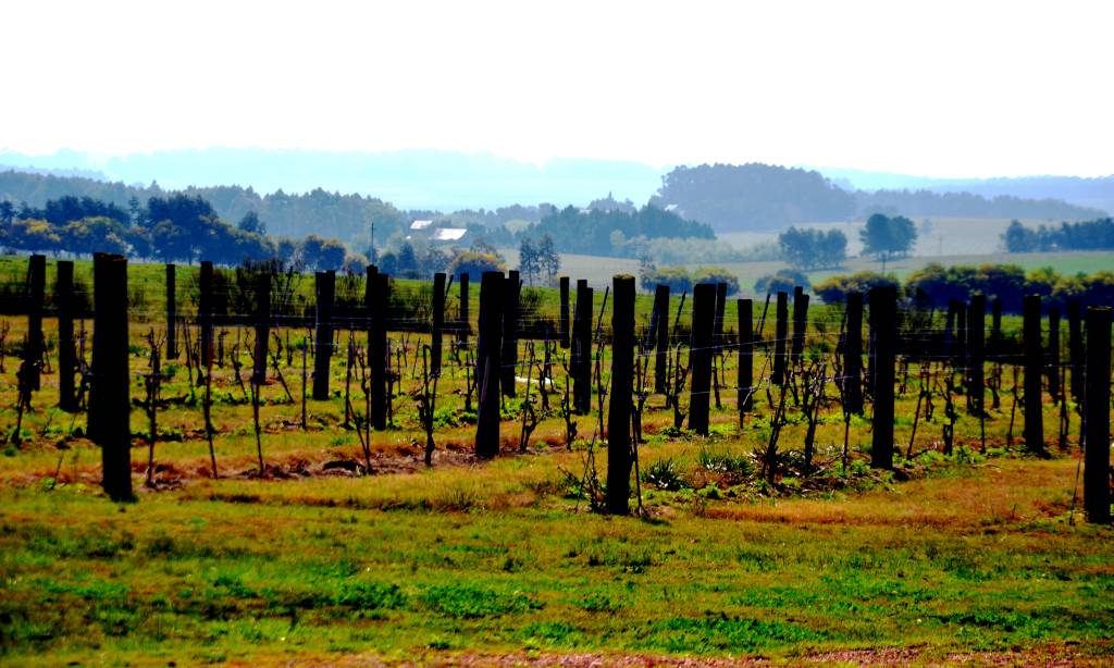 Cinco pacotes para conhecer as vinícolas da América do Sul