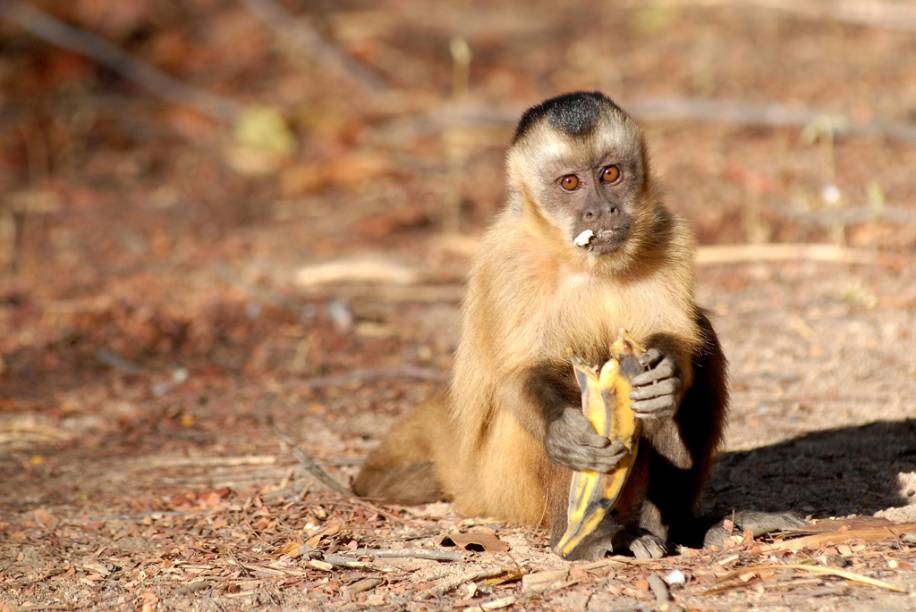 Macaco-prego, no <a href="http://viajeaqui.abril.com.br/cidades/br-pi-serra-da-capivara" rel="Parque Nacional da Serra da Capivara" target="_blank">Parque Nacional da Serra da Capivara</a>, Piauí