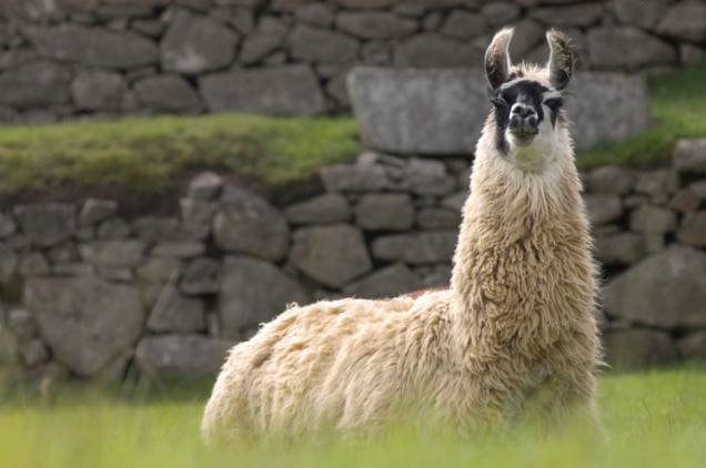 As lhamas ficam soltas e amigáveis no sítio arqueológico de Machu Picchu As lhamas ficam soltas e amigáveis no sítio arqueológico de Machu Picchu