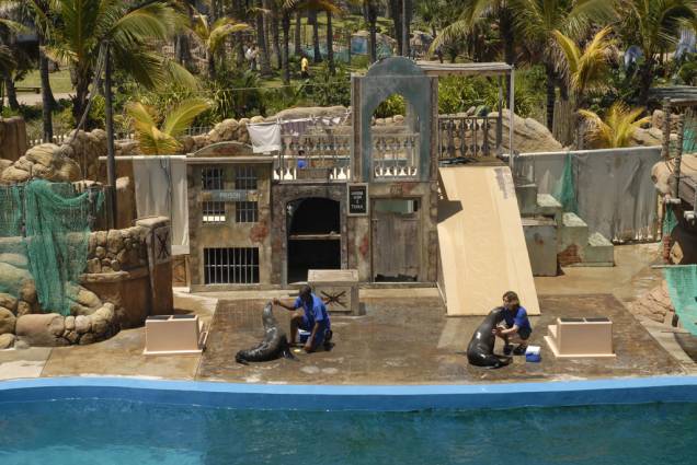No Sea World, do uShaka Marine World, há shows diários com simpáticas focas No Sea World, do uShaka Marine World, há shows diários com simpáticas focas