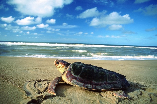 Tartaruga marinha na Praia do Riacho Doce, no Parque Estadual de Itaúnas, que reúne vários ecossistemas: dunas, manguezal, restinga, Mata Atlântica e alagados Tartaruga marinha na Praia do Riacho Doce, no Parque Estadual de Itaúnas, que reúne vários ecossistemas: dunas, manguezal, restinga, Mata Atlântica e alagados