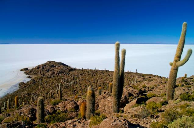 A Isla del Pescado, ou de los Pescadores, é uma elevação sobre o Salar de Uyuni. Uma de suas principais características são os pés de cactos gigantes, que podem chegar a mais de 10 metros de altura