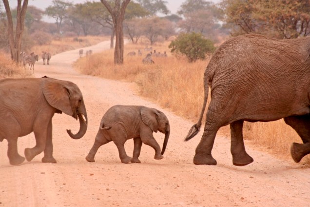 O Parque Nacional Tarangire é um dos menores da Tanzânia, mas sempre reserva imagens incríveis, como esses filhotes de elefante
