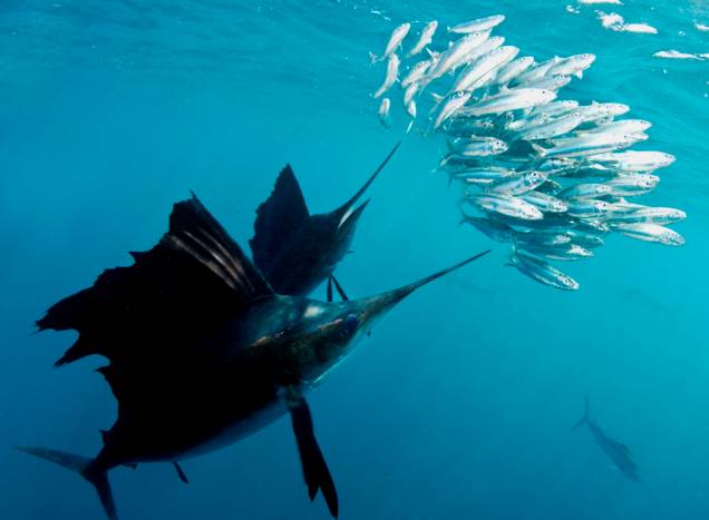 A pesca do peixe-vela é uma das atividades mais populares em Cancún A pesca do peixe-vela é uma das atividades mais populares em Cancún