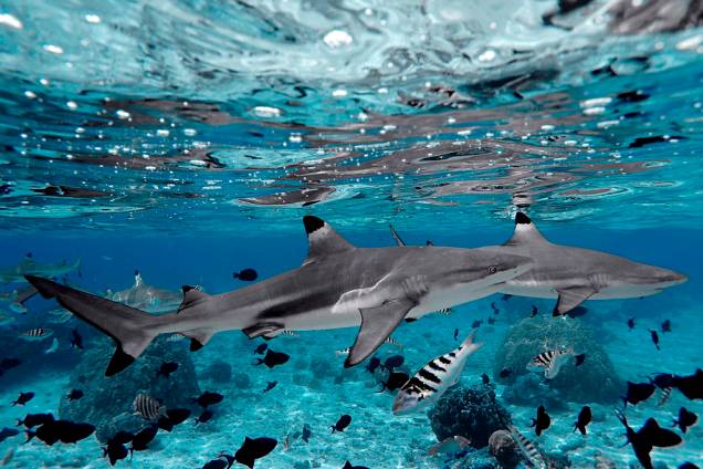 Tubarões são frequentemente vistos em mergulhos nos atóis da Polinésia Francesa