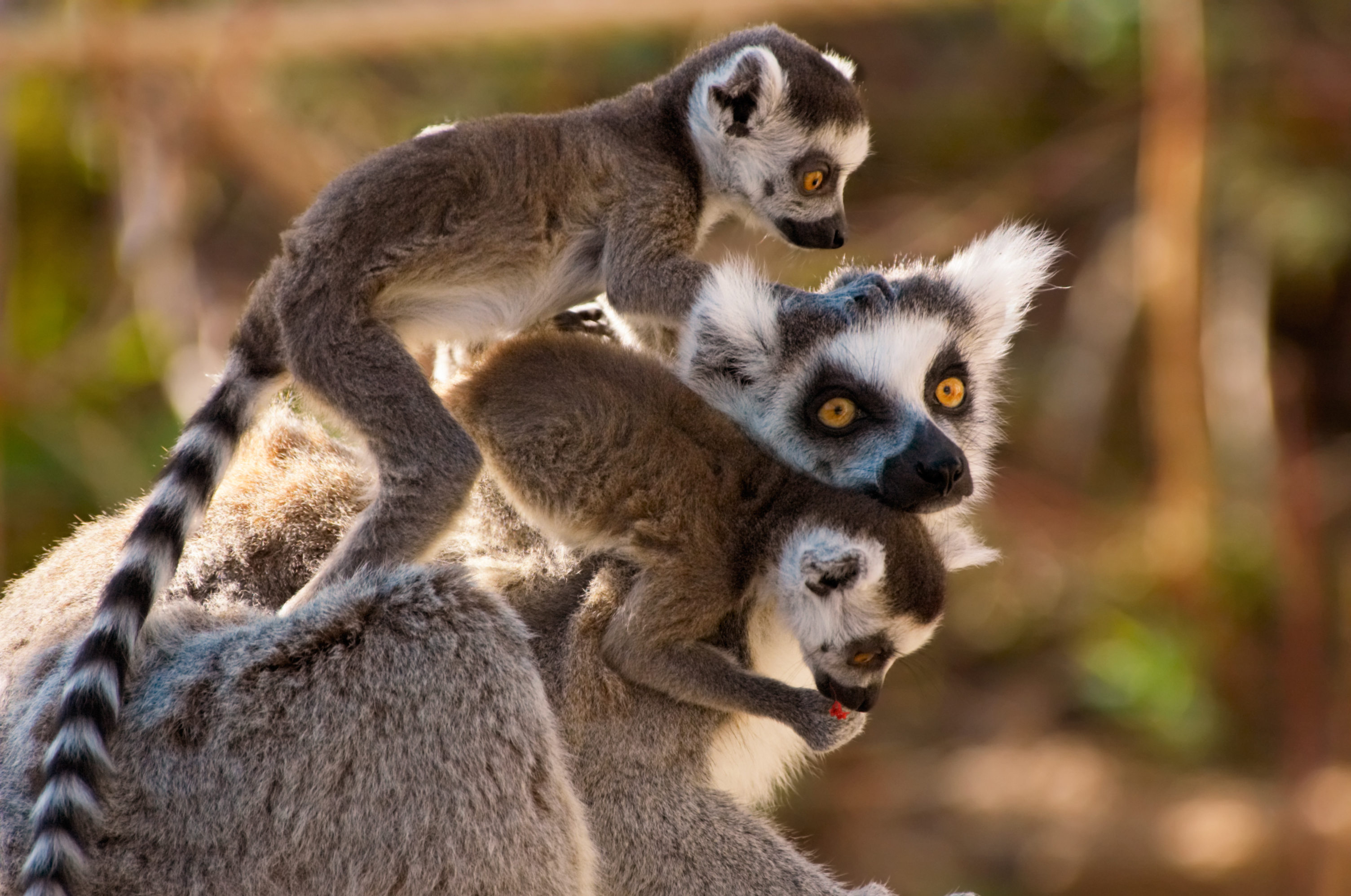 Atividades relaxantes na ilha de Madagascar Viagem e Turismo Atividades relaxantes na ilha de Madagascar Viagem e Turismo