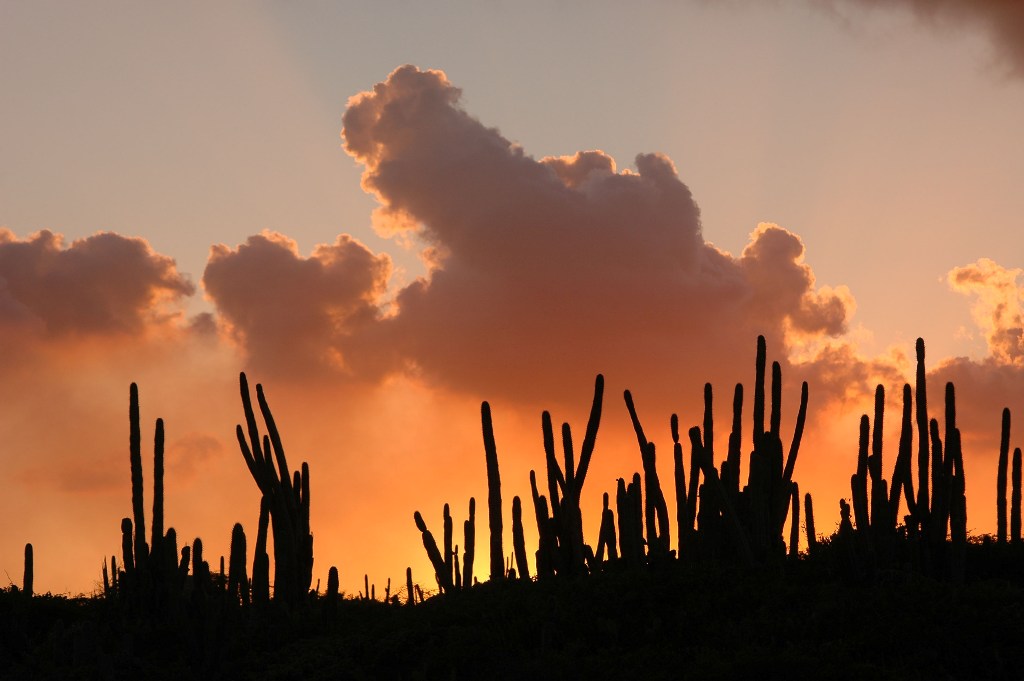 Aruba possui um clima semi-árido em seu interior, resultado dos baixos índices de pluviosidade da região. Cactos são uma constante em sua paisagem.