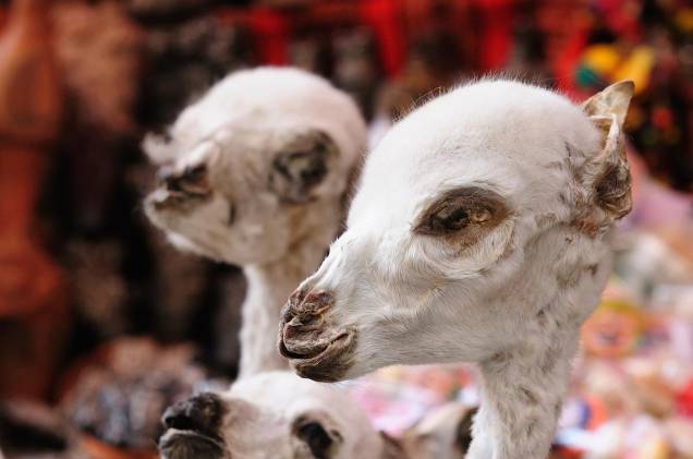 No centro de La Paz, está o Mercado das Bruxas - o local vende objetos místicos para a população indígena da cidade, como fetos de lhamas (foto) No centro de La Paz, está o Mercado das Bruxas - o local vende objetos místicos para a população indígena da cidade, como fetos de lhamas (foto)