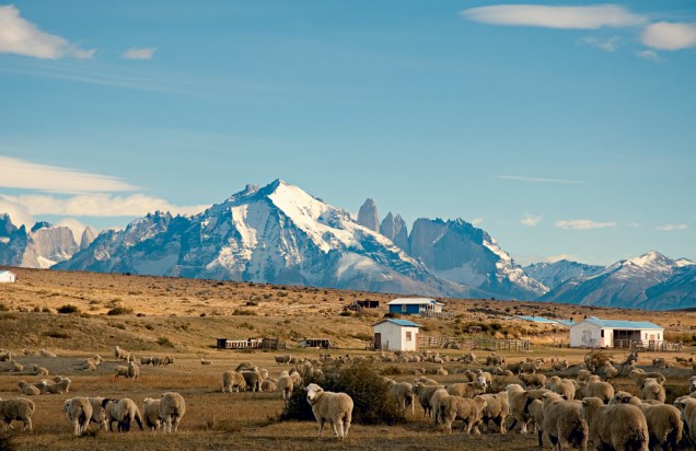 As ovelhas observam quem observa as Torres del Paine se elevando no meio do nada: um sonho de aventura