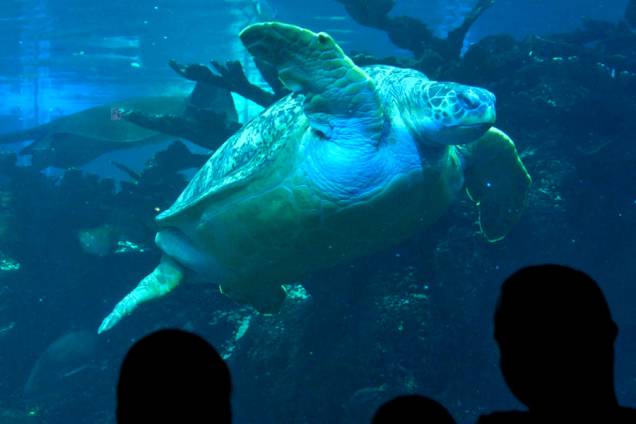 Visitantes observam tartaruga marinha no <a href="http://viajeaqui.abril.com.br/estabelecimentos/estados-unidos-boston-atracao-new-england-aquarium" rel="New England Aquarium" target="_blank">New England Aquarium</a>, uma das melhores atrações da cidade para famílias com crianças