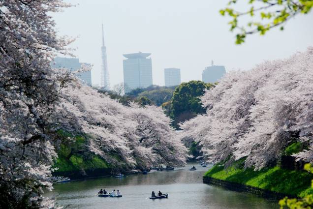 Casais se divertem nos fossos do antigo Castelo de Edo, o atual Palácio Imperial de Tóquio, repleto de cerejeiras em flor Casais se divertem nos fossos do antigo Castelo de Edo, o atual Palácio Imperial de Tóquio, repleto de cerejeiras em flor