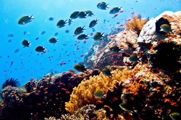 Ao mergulhar em Bali, o turista pode se deparar com a exuberante população marítima da região