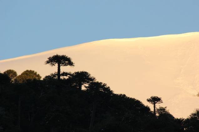 Corralco fica dentro de uma reserva natural e está próxima a outros parques e florestas protegidos Corralco fica dentro de uma reserva natural e está próxima a outros parques e florestas protegidos