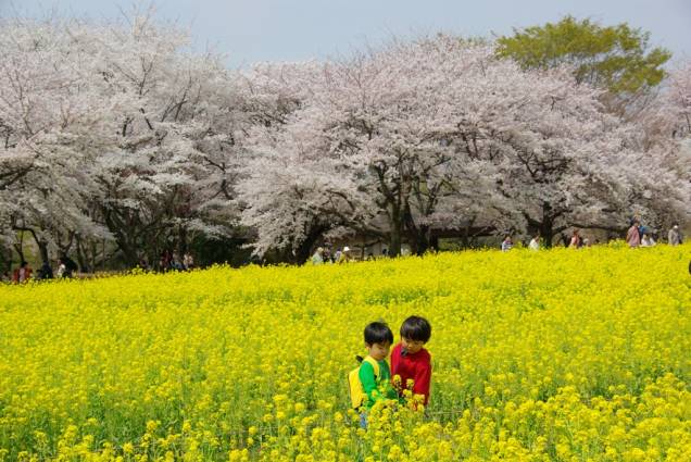 Crianças brincam em campos floridos no parque Showa Kinen, em Tóquio Crianças brincam em campos floridos no parque Showa Kinen, em Tóquio