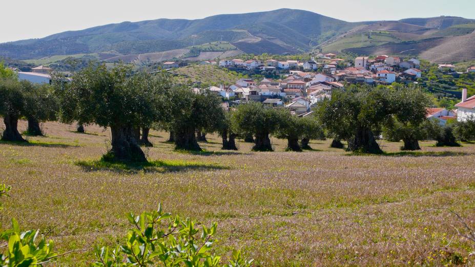 Oliveiras na região do Alto Douro 