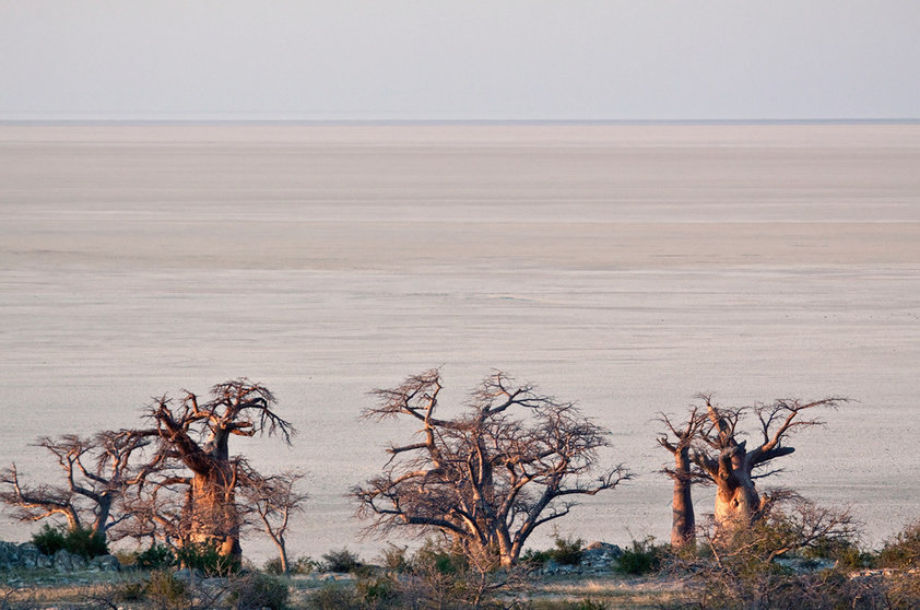 Baobás de Maun, na Botsuana (Foto: Thinkstock)