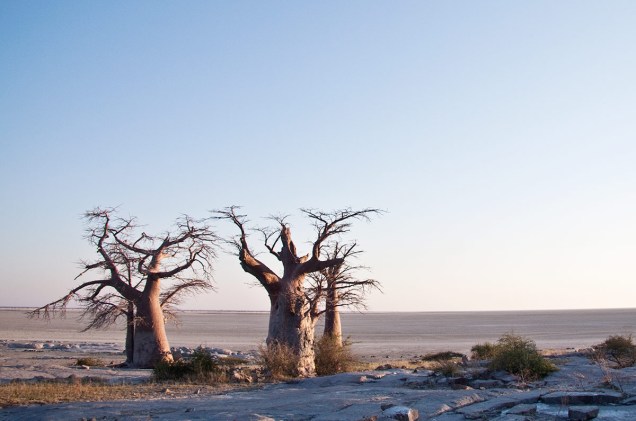Baobás em Maun