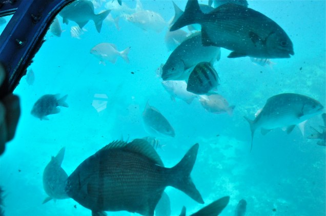 O chão de vidro do minisubmarino Semisurmergible, que desce a quatro metros de profundidade, permite ver peixes e corais sem mergulhar