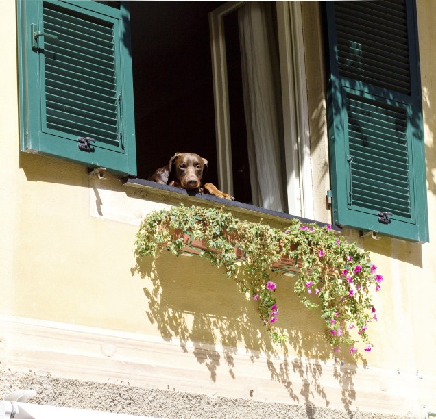 Cachorro observa o movimento da janela de um dos casarões históricos de Portofino