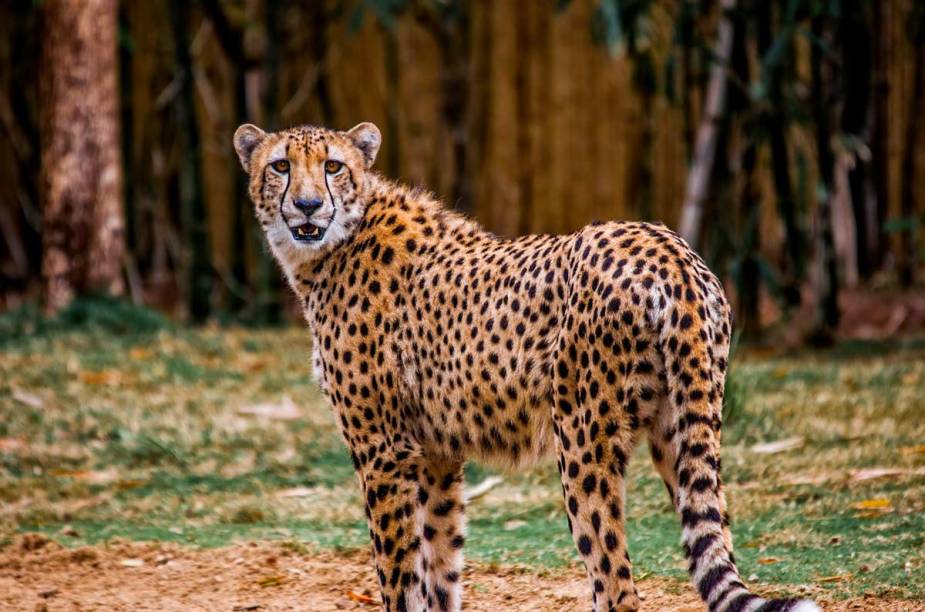 Busch Gardens é uma mistura de parque com zoológico Busch Gardens é uma mistura de parque com zoológico