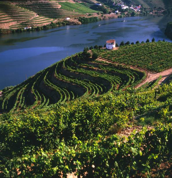 Na região montanhosa do Douro, as uvas são colhidas e fermentadas para dar origem ao famoso vinho do Porto