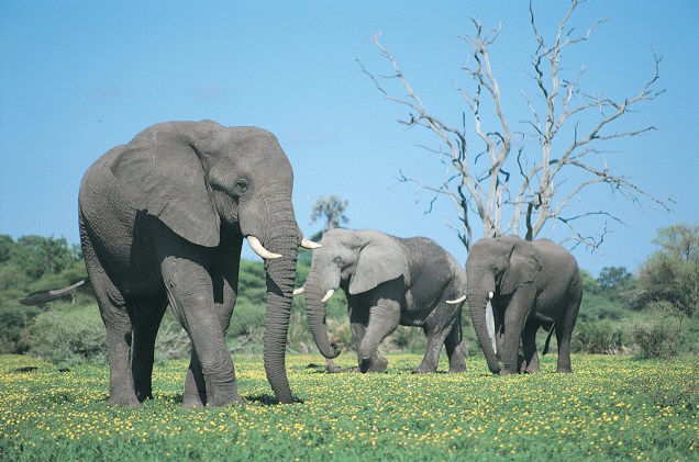 Elefantes em Maun